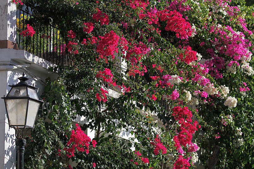 Bouganvillea auf Mallorca &copy; Anne und Saturino Miranda auf Pixabay